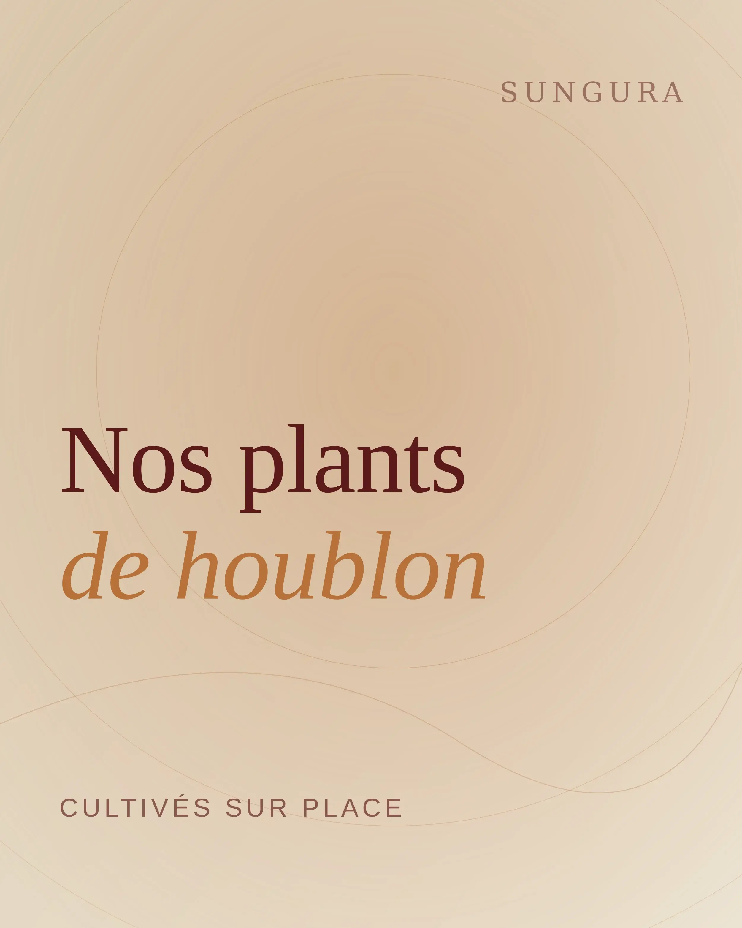 Les plants de houblon